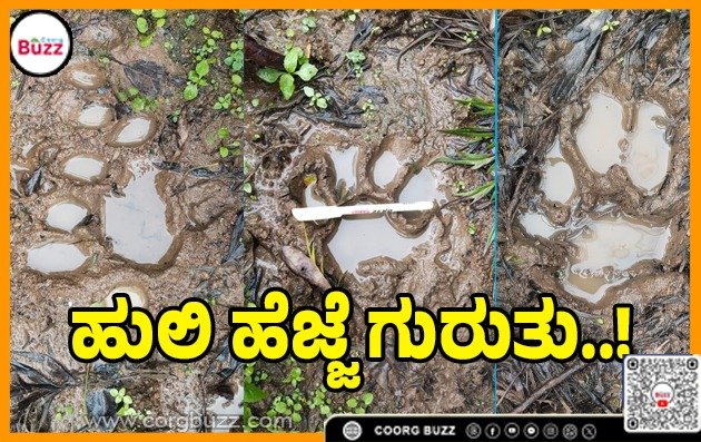 Tiger footprint